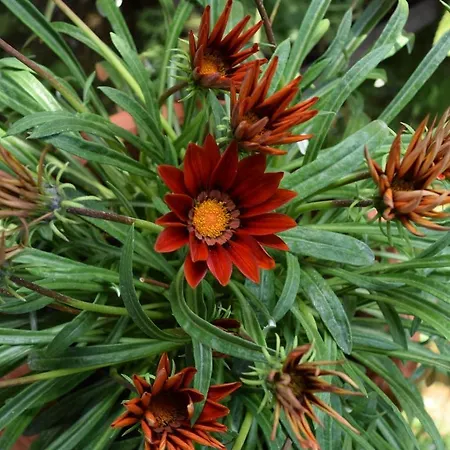 Garden's Βίλα Λεπτοκαρυά