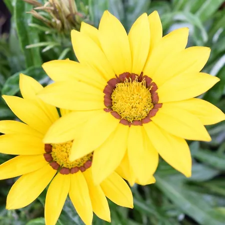 Βίλα Garden's Λεπτοκαρυά