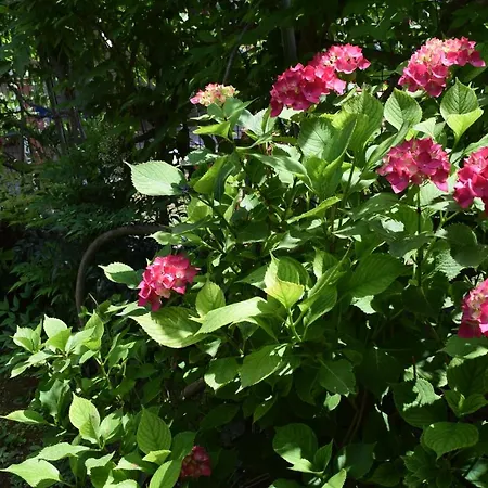 Garden's * Leptokaryá