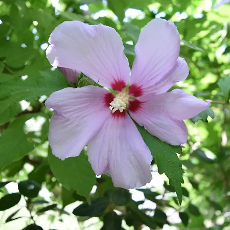 Garden's Leptokariá