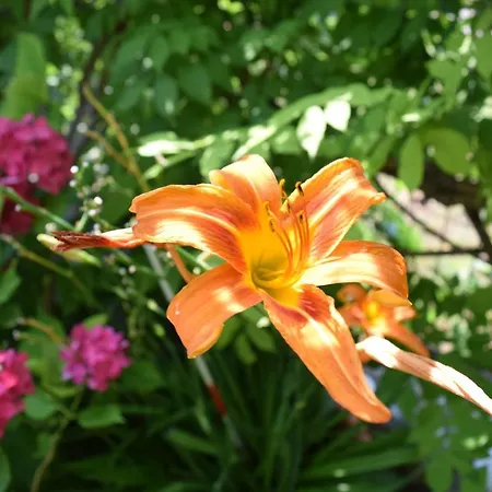 Villa Garden's *