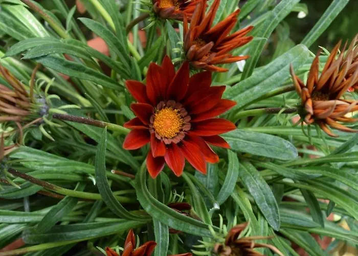 Garden's Vila Leptokaria