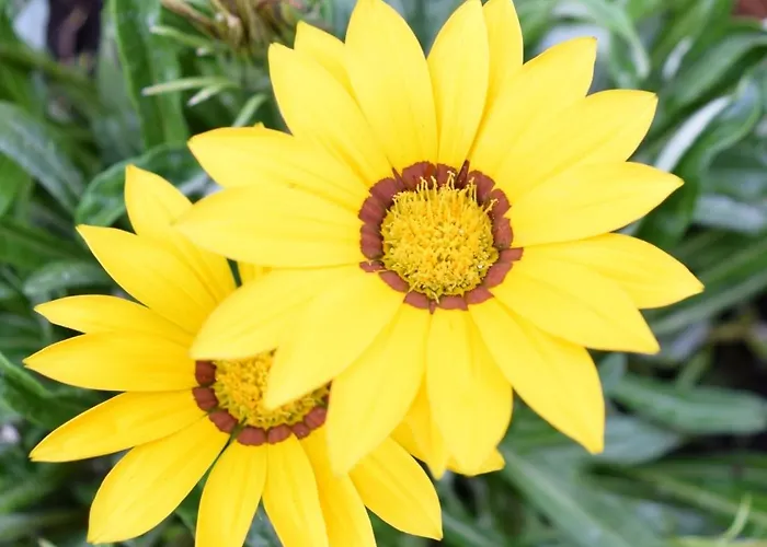 Vila Garden's Leptokaria