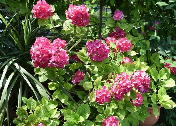 Garden's Vila Leptokaria