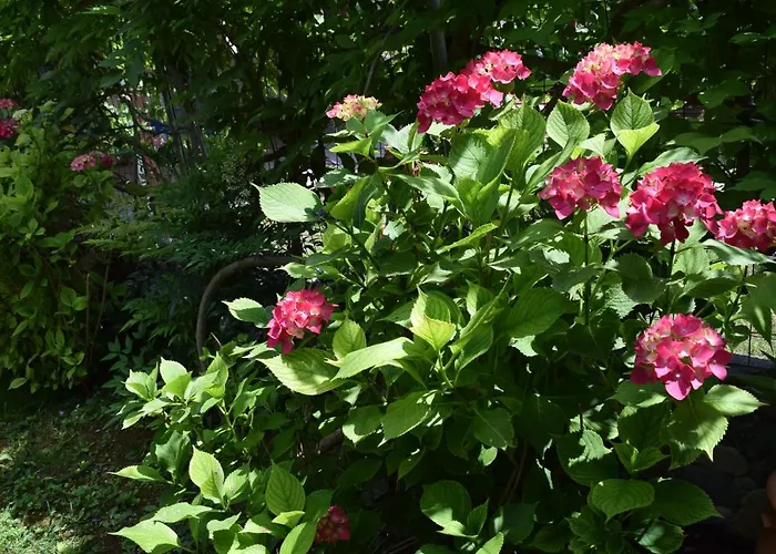 Garden's * Leptokaria