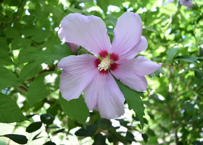 Garden's Leptokarya (Pieria)